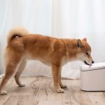 Xiaomi celebra el Día Internacional del Perro con tecnología que hace feliz a tu mejor amigo